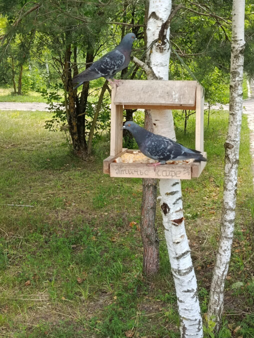 Птичье кафе
